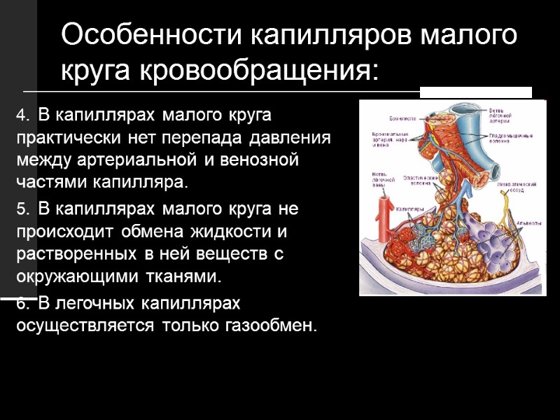 Особенности капилляров малого круга кровообращения: В капиллярах малого круга практически нет перепада давления между